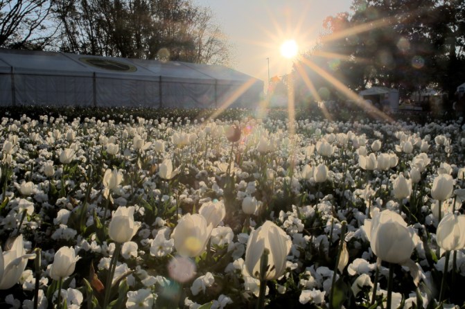 floriade into the sun.jpg